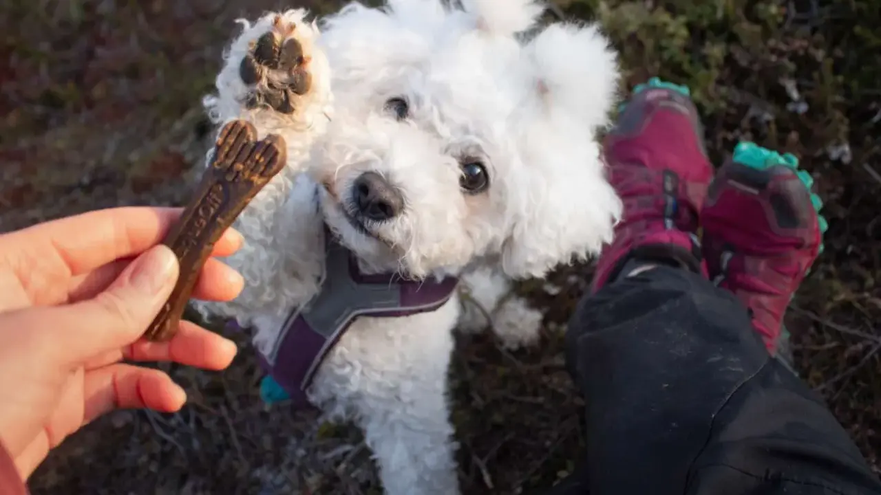En söt hundvalp sträcker upp tassen mot ett tuggben. Tuggben hund farligt? Kanske inte detta, men var försiktig med vad din hund tuggar på.