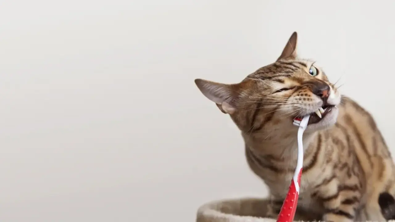 En bengalisk katt tuggar på en röd tandborste.