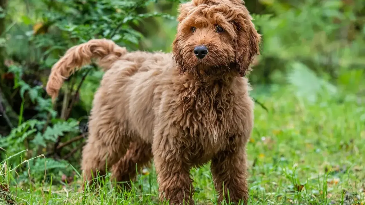 En fluffig, vuxen cockerpoo med rödbrun päls står i gräset bland gröna växter.