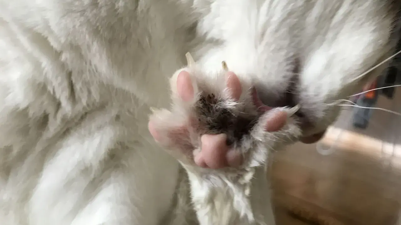 Närbild på en vit katts mjuka, rosa katt tassar med utsträckta klor.