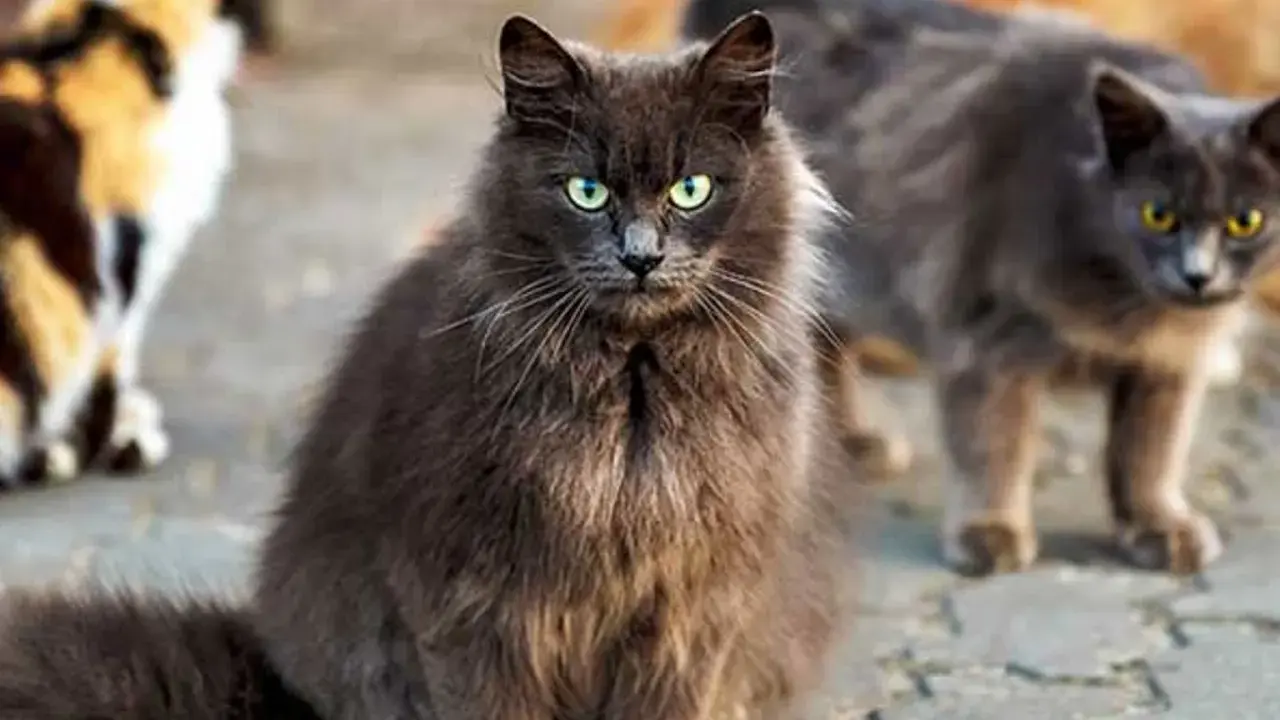 En grå långhårig katt med gröna ögon sitter framför andra katter. Den ser ut som en katt som kan behöva avliva katt som bits.