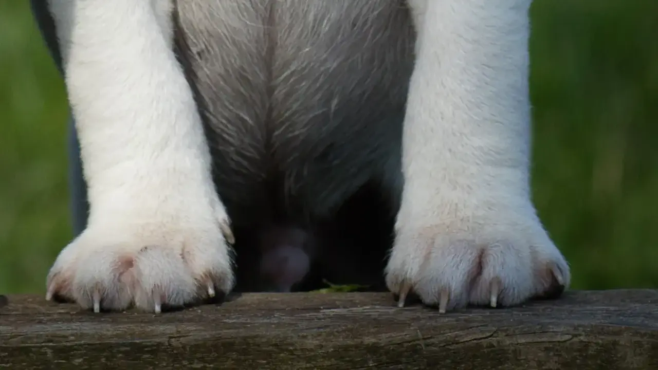 Hundens tassar vilar på en träbänk. Klorna är synliga, redo för kloklippning hund.