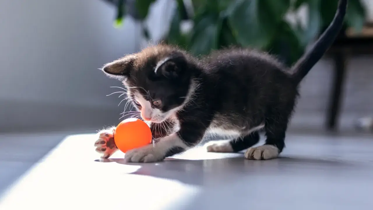 En lekfull kattunge med en orange boll. Denna kattmynta-älskande kattunge är redo för bus.