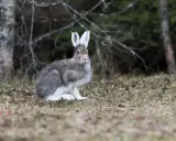 En snöhare sitter i skogen, redo att springa iväg. En kanin vs hare-diskussion kan börja här.