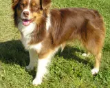 Glad mini australian shepherd står i gräset med tungan ute.
