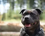 En glad staffordshire bullterrier med sele. Trots sitt rykte, är det ägaren som avgör om det finns staffordshire bullterrier nackdelar.