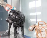 En person häller schampo på en blöt, svart labrador i duschen. Det är dags för bada med hund!