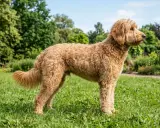 En fluffig labradoodle mini står i gräset med träd i bakgrunden.