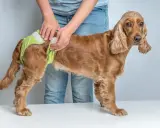 En person tar på en ljusgrön blöja på en brun cocker spaniel. Hunden ser lite fundersam ut, som om den undrar vad som händer med denna russin hund.