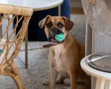 En brun hund sitter med en grön leksaksboll i munnen, redo att aktivera hund inomhus.