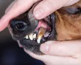 Hundens tänder med synlig tandsten. En person håller upp hundens läppar för att visa tänderna, vilket indikerar behovet av att ta bort tandsten hos hund.