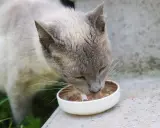 En katt äter ur en skål. Om du undrar över fortiflora katt biverkningar, är det bra att rådgöra med en veterinär.