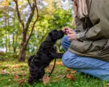En liten, lurvig majs hund hoppar upp för att ta en godbit från sin ägare i en höstpark.