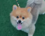 En glad pomeranian på grön matta, perfekt för den som trotsar sin pomeranian allergi för att njuta av en söt hund.