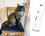 Långhårig katt sitter på en stol bredvid en klippmaskin för djur.