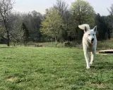 Vit hund springer glatt mot kameran i en grönskande park. En perfekt inkallning hund!