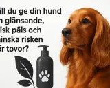 En vacker hund med glänsande päls. Bilden visar en flaska med hundschampo och en text som frågar om du vill reda ut tovor hos din hund.
