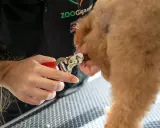 En person klipper försiktigt en hunds pulpa klo med en röd nagelsax.