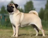 En stolt mops står i gräset. Många mopsägare oroar sig för mops sjukdomar, men denna hund ser frisk ut.