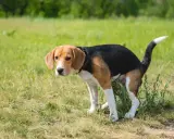 En beagle, en banta hund, nosar i gräset.