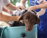 Brun labrador i balja, får tvätt. Frågan om hur ofta ska man duscha en hund är relevant när pälsen är smutsig.