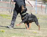 En rottweiler tränas i lydnadsklass 1. Hunden följer sin förare uppmärksamt på en gräsplan.