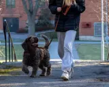 En glad hund som drar i kopplet, ivrig att komma vidare på promenaden.