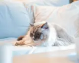 En fluffig katt vilar på en soffa. Snart är det dags för att kastrera katt för att undvika oönskade kattungar.