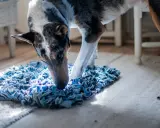 Hund nosar i en blå matta, kanske letar efter sitt bantningsfoder hund.