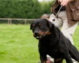 Rottweiler på koppel, en person försöker få hunden att sluta dra.
