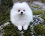 En vit fluffig hund liten sitter på en mossig sten.