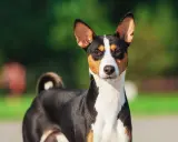 En basenji, känd som en av de tysta hundraserna, står utomhus med sina karakteristiska upprättstående öron och en krullad svans.