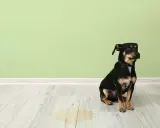 Liten hund sitter på golvet bredvid en pöl. Det ser ut som att hunden kissar inne.