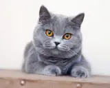 En söt brittisk katt med stora, orange ögon ligger och vilar.
