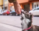 En hund med rosa halsband tar emot en godbit från en hand. Hunden verkar lära sig att gå fint i koppel.