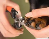 En person klipper en hunds klor. Det är viktigt att veta hur långa klor ska en hund ha för att undvika skador.