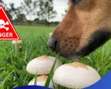 En hund nosar på champinjoner i gräset. En varningsskylt med dödskalle indikerar fara.