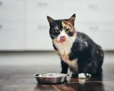 A calico cat with its tongue out sits by an empty food bowl on a wooden floor.