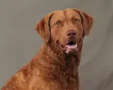 Brun hund med öppen mun och glada ögon. En frisk hund är en lycklig hund, men hur lång tid tar det att banta en hund?