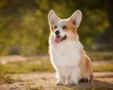 En glad corgi pembroke sitter i solskenet med tungan ute.