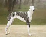 En ståtlig greyhound hund med brindle-mönster står i en park.