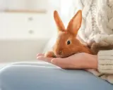 En söt, orange kanin vilar i en hand, en av många fascinerande kanin raser.
