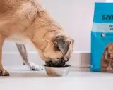 En hund äter ur en skål bredvid en påse hundfoder. Denna hundgyllene valp är kastrerad och njuter av sin måltid.