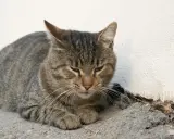 En trött randig katt vilar mot en vit vägg. Katten kan ha symtom på pankreatit.