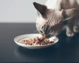 En katt äter från en tallrik med spannmålsfritt kattfoder.