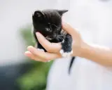 En liten svart kattunge med vita tassar hålls i en hand. Perfekt för din checklista kattunge.
