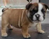 En söt engelsk bulldog-valp med rynkor och en vit fläck i ansiktet står på ett mörkt golv.