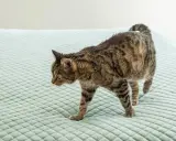 En randig katt smyger fram över en ljusgrön, quiltad yta, nosen lågt mot underlaget som om den försöker lukta sig till något, kanske en olycka där en katt luktar kiss.