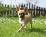 En söt chihuahua-valp springer på en gräsmatta med små vita blommor. En del av en hundraser lista bilder.
