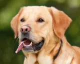 En glad labrador, en av de mest populära stora hundraserna, med tungan ute och blicken fäst på något spännande.